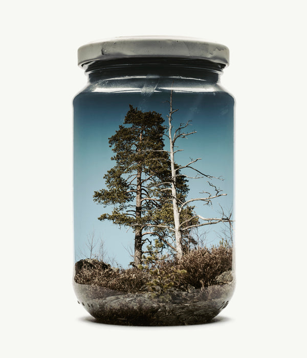 Couple of pines