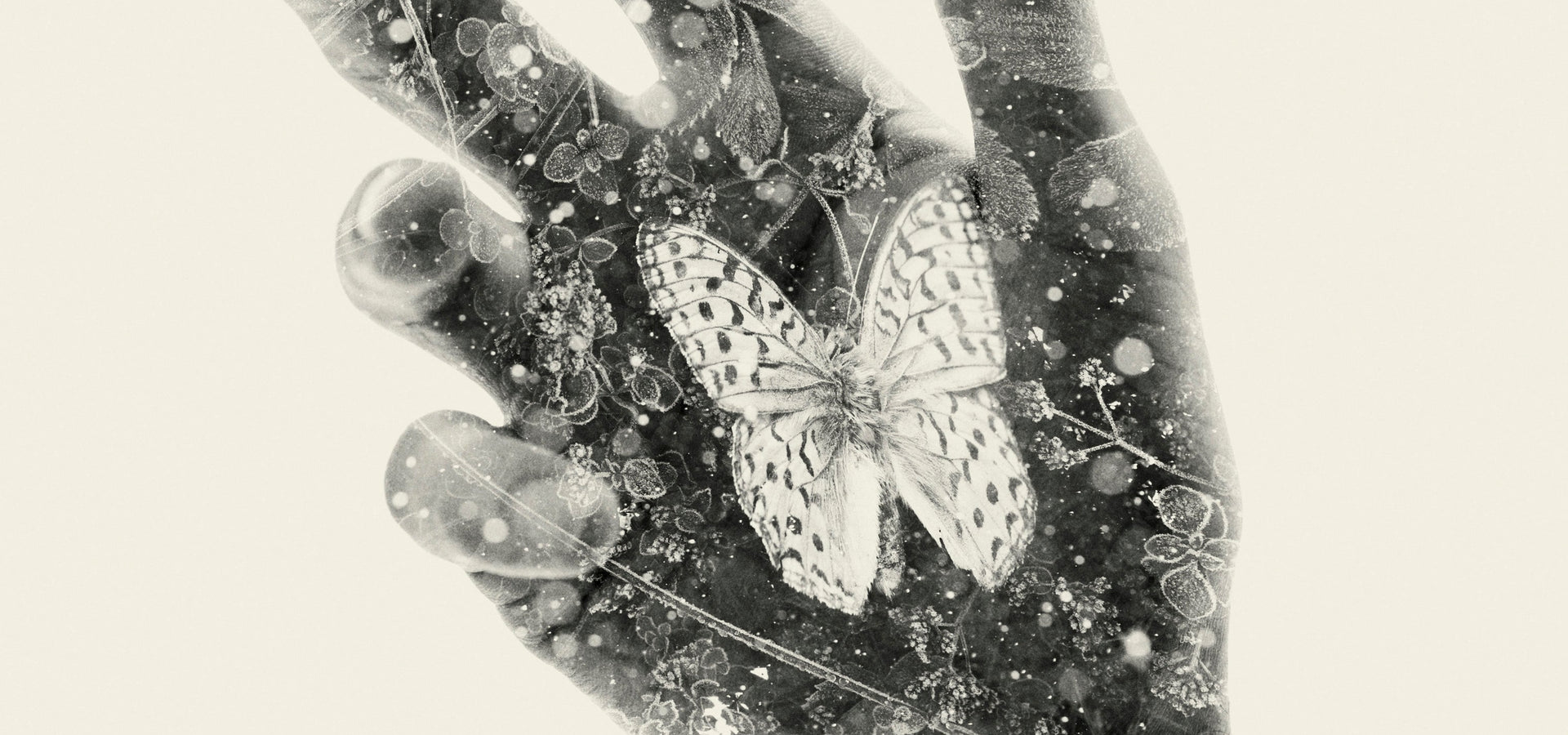 Resting butterfly