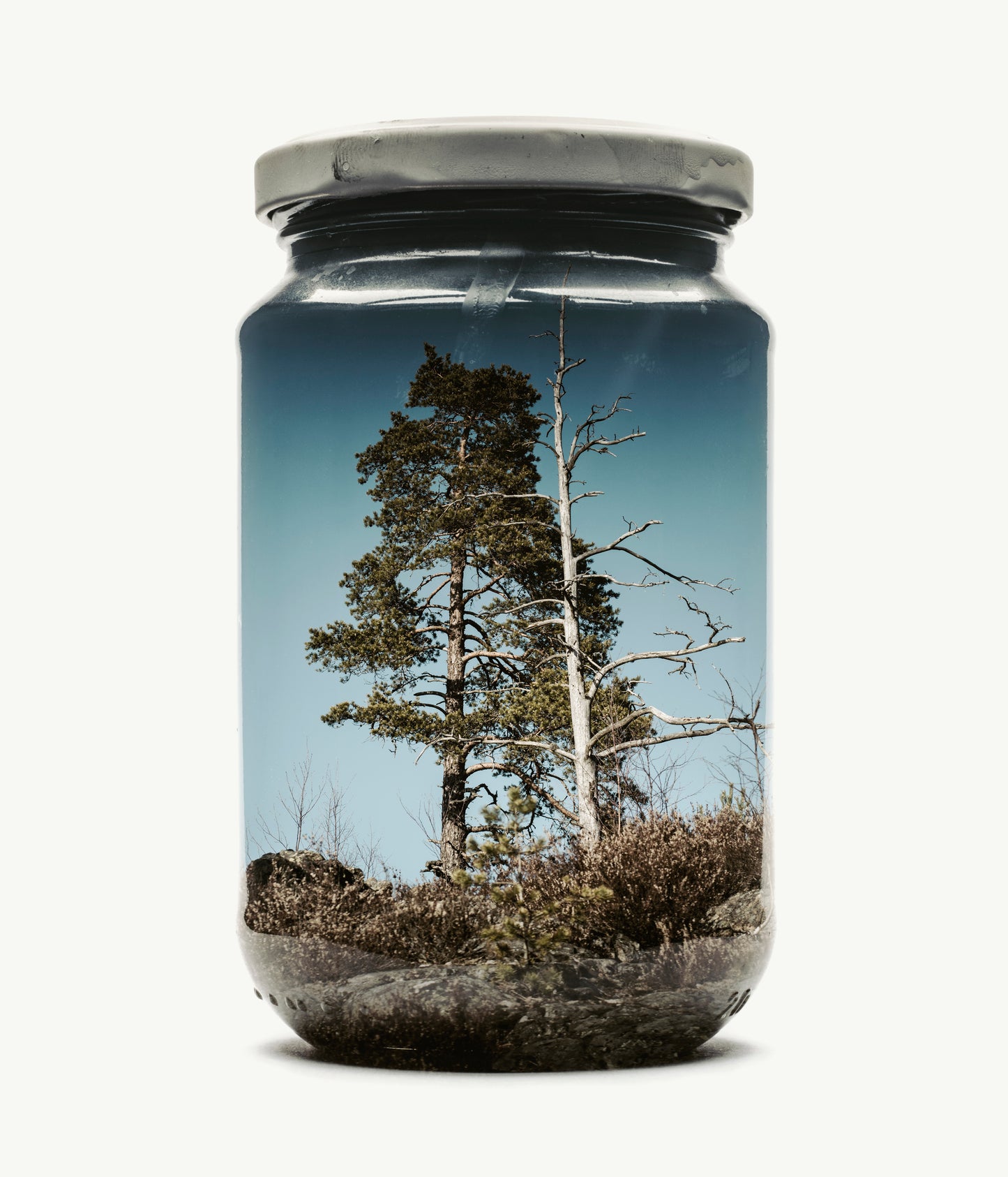 Couple of Pines
