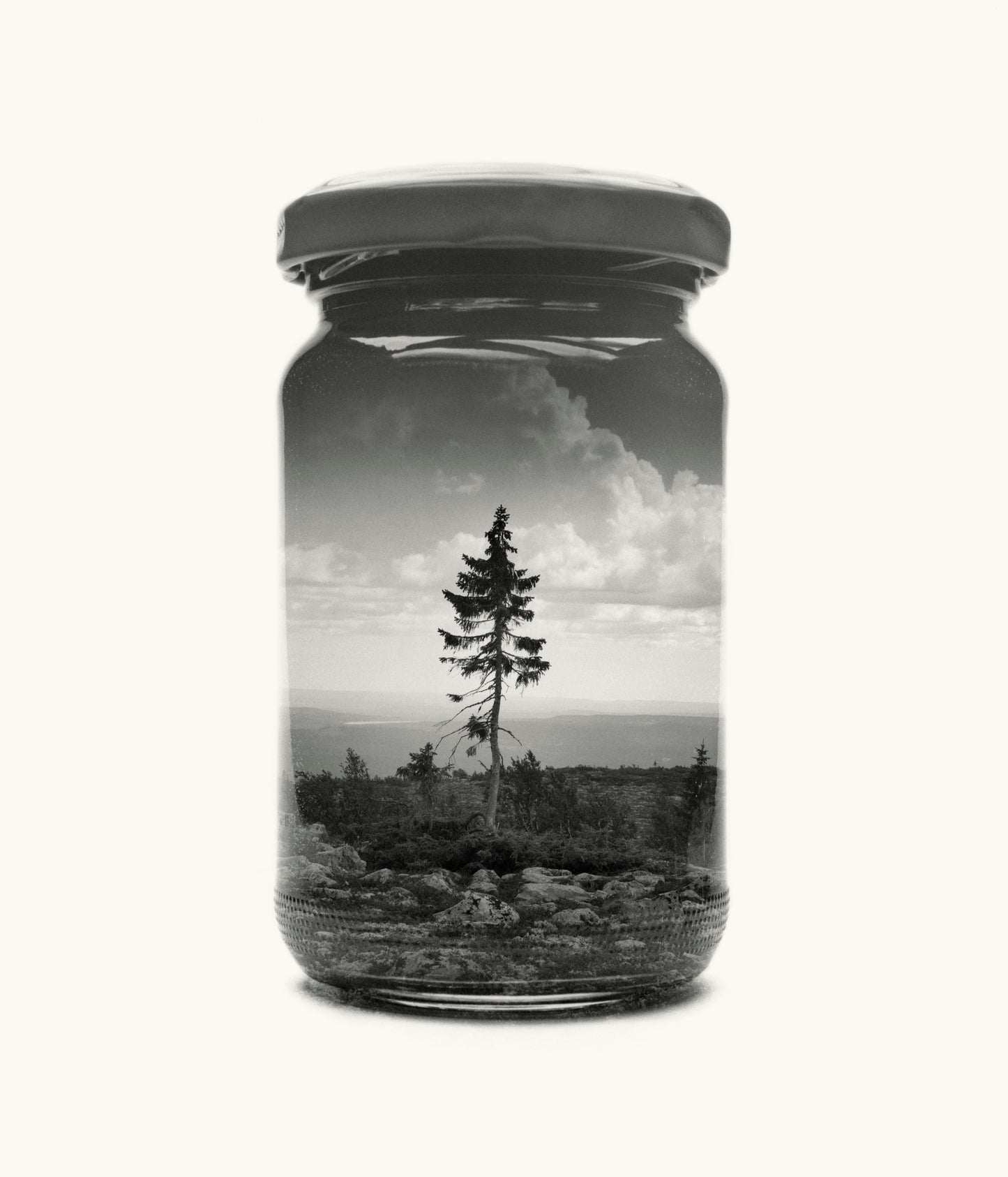 Old Tjikko