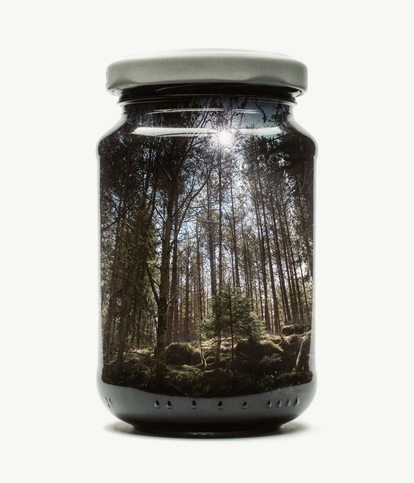 Pine Forest