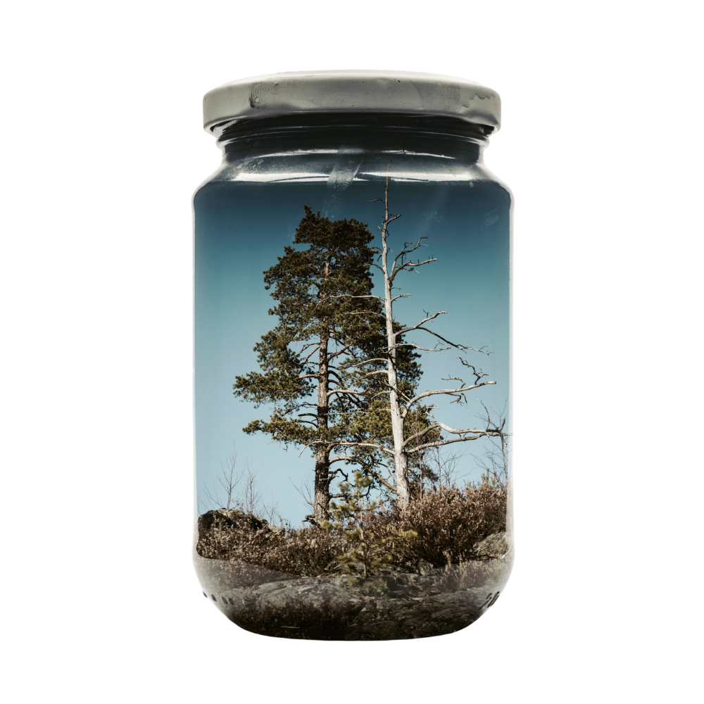 Couple of Pines - H