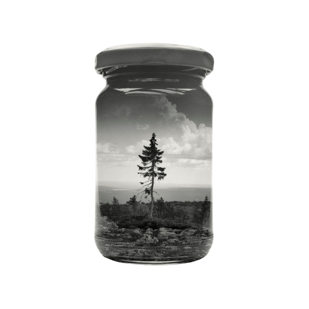 Old Tjikko - H