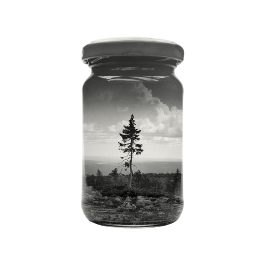 Old Tjikko - P