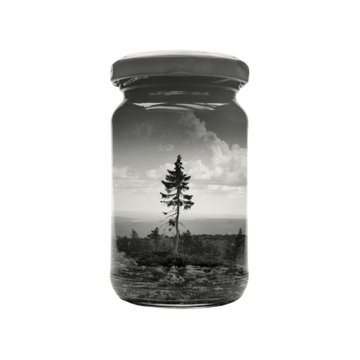 Old tjikko