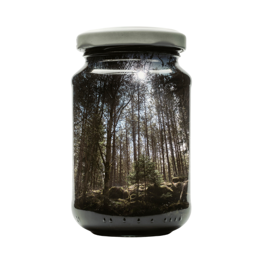 Pine Forest - L
