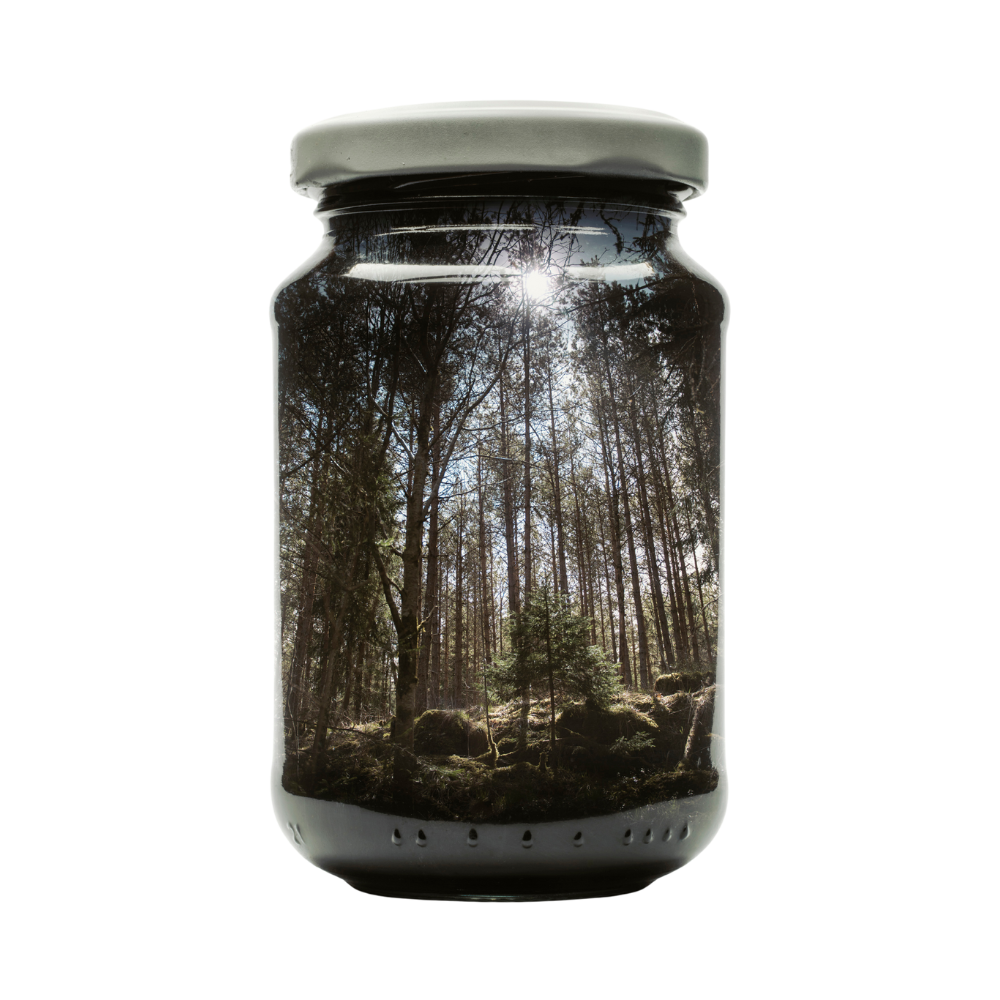 Pine Forest - L