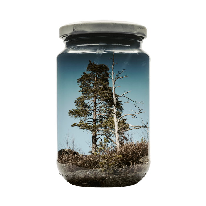 Couple of pines